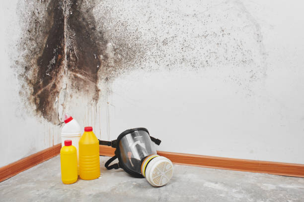 Best Mold Damage Restoration  in Cherryville, PA